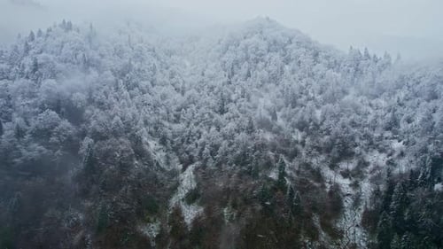 Snow Covered Mountain Forest in Misty Winter Landscape