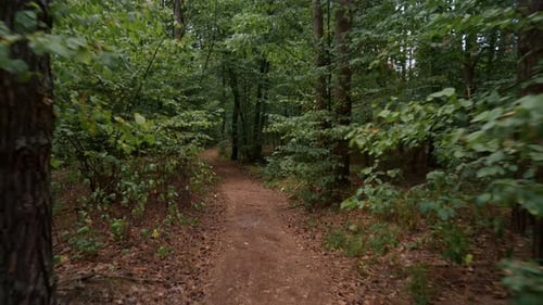 smooth camera walk along a narrow path through beautiful autumn forest among tall green pines
