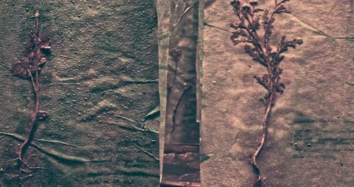 Extraordinary herbalist workshop with dried plant cards for Halloween.