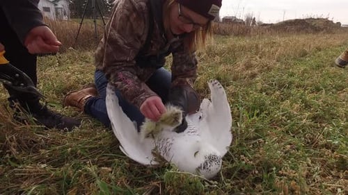 Woman examining Snowy Owl in Grassy Field