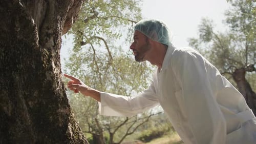 Agronomist Inspecting Olive Tree Health in Rural Grove