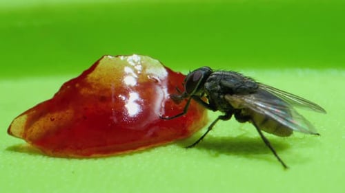 Fly sucking jam micro lens closeup view