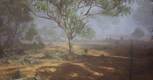 Foggy Morning Landscape in a Serene Eucalyptus Forest in Australia