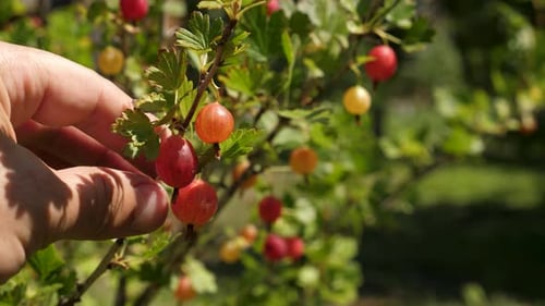 Ripe Gooseberries Growing on a Bush in Sunlight