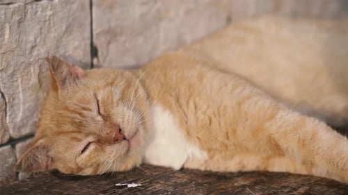 Ginger Cat Sleeping Peacefully in an Outdoor Nook