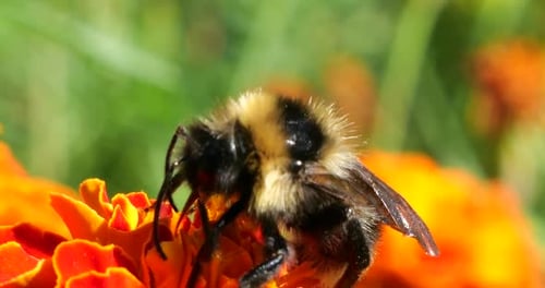 Bumblebee Pollinating Flower in a Sunny Garden