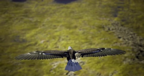 Animated Bald Eagle Flying Over Natural Landscape