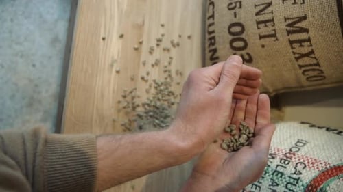 Hands Holding Unroasted Coffee Beans, Overhead Shot