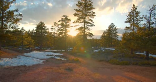 Sun Coming Through the Trees in National Forest, Sunset Angle