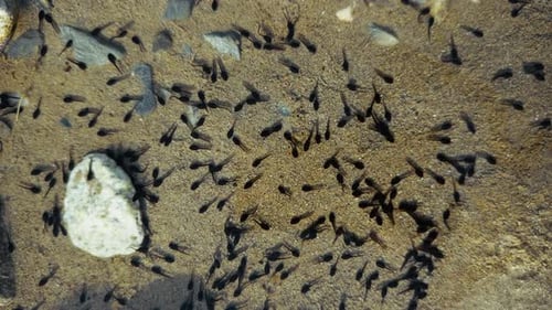 Rapid Movement Of The Little Tadpoles In The Pond