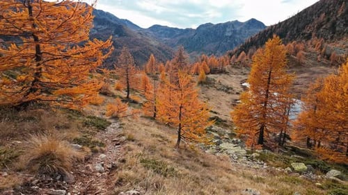 Majestic Mountain Forest in Vibrant Autumn Colors on Scenic Trail