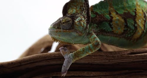 Un caméléon marche sur une branche d'arbre tremblante - profil latéral en gros plan