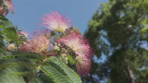 Mimosa Tree Flowers Blooming on a Sunny Day