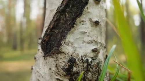 Birch Tree Trunk in a Sunny Forest