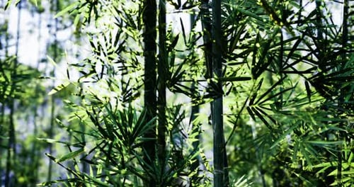 Bamboo Forest Showcasing Vibrant Green Foliage in Natural Sunlight