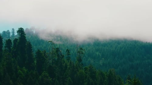 Mist And Low Cloud Over Trees In A Forest