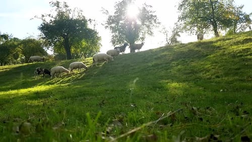 Flock of sheep on field. Sheep and lamb on the meadow eating grass in the herd. Farming outdoor.