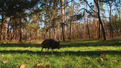 Closeup Shot of Border Collie Dog Running Along Lush Green Meadow in the Park