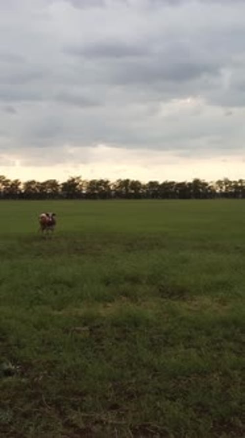 Kuh im grünen Feld in der Nähe von Getreideaufzug aus Metall Getreidesilo in der landwirtschaftlichen Zone, landwirtschaftliches Lager für