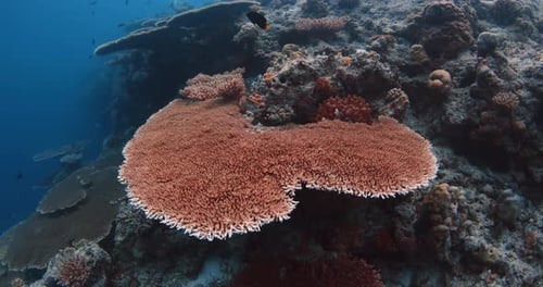 Underwater Sea View with Living Corals in Tropical Deep Ocean