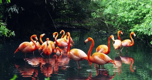 Vibrant Flamingos Gather in Lush Pond Setting