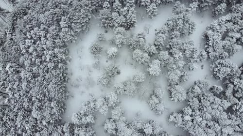 aerial view of the snowy forest