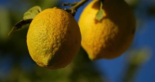 Lemon fruits on tree, Southern France, Occitania, France