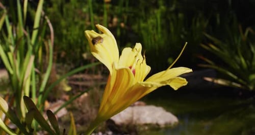 Bee hovering around yellow flower in sunny garden and flying away