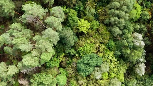 Mixed trees in the forest. Flying over the top trees of the forest.
