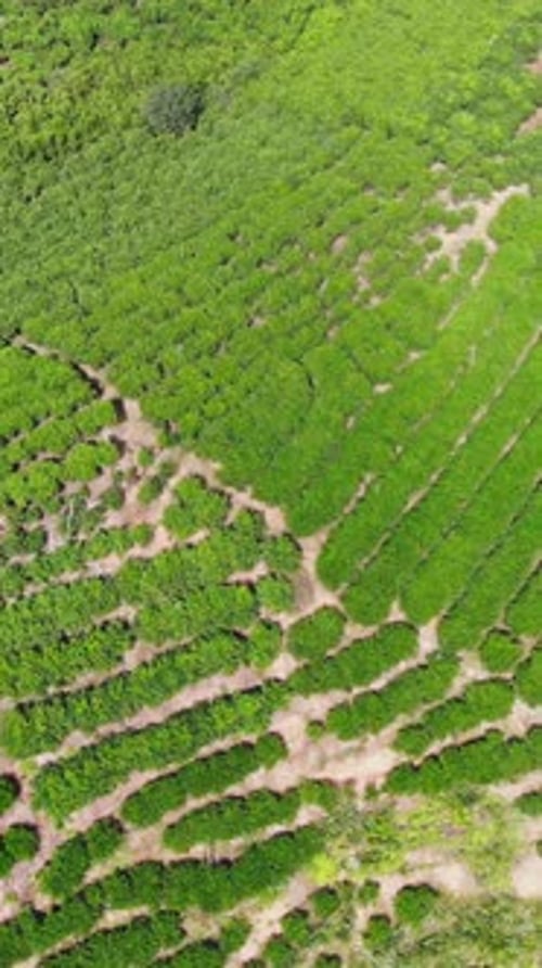 A Stunning Aerial View Showcases the Lush Terrace Farming Set Against a Vibrant Green Landscape