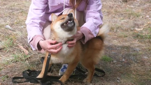 Woman Pets Happy Shiba Inu Dog in Park