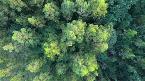 Above View Of Dense Thicket Of Fraga de Cecebre In Cambre, A Coruna, Spain. Aerial Topdown Shot