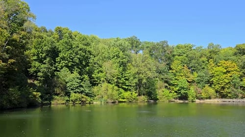 Serene Forest Lake Under a Clear Blue Sky