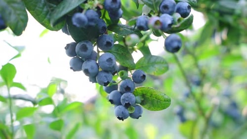 Les bleuets sont mûrs. Des grappes de bleuets mûrs pendent dans la serre. Une myrtille abondante
