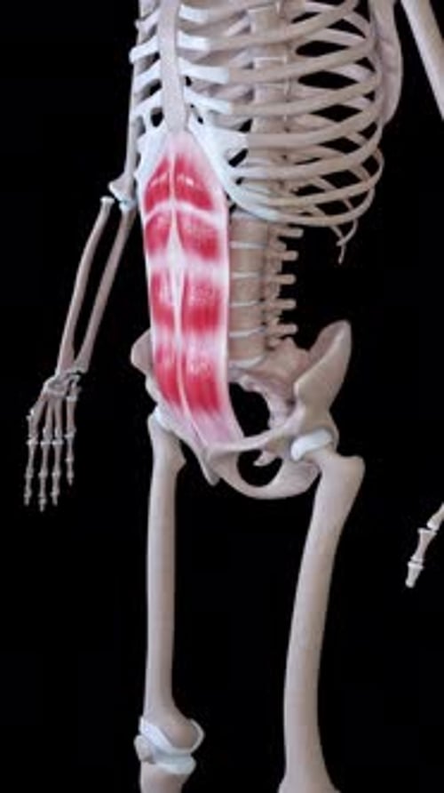 Rectus Abdominis Muscle Movement Vertical Video