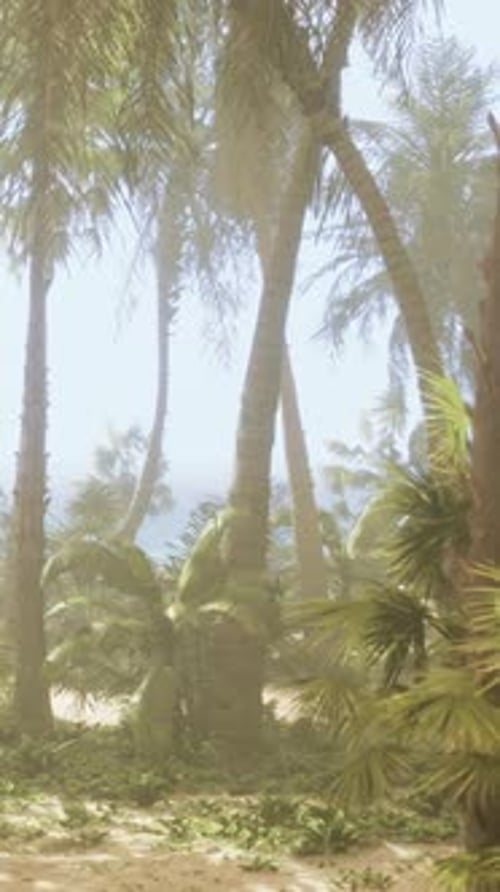 A Dirt Path Surrounded By Palm Trees on a Beach