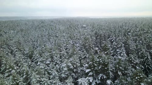 Aerial view of a frozen pine tree forest with snow covered trees in winter. Flight above winter fore
