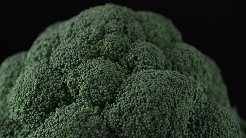Close Up of Fresh Green Broccoli Floret