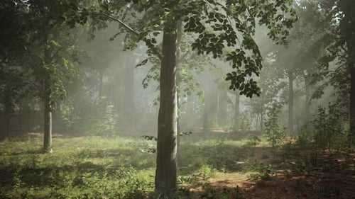 Rays of Bursting Sunlight in a Misty Forest