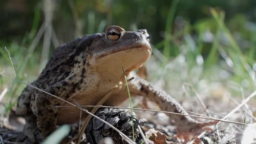 Big toad sits still in grass, low angle, close up