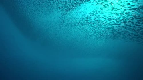 Fish shoal close up in the blue below ocean surface with sun in the background shining through