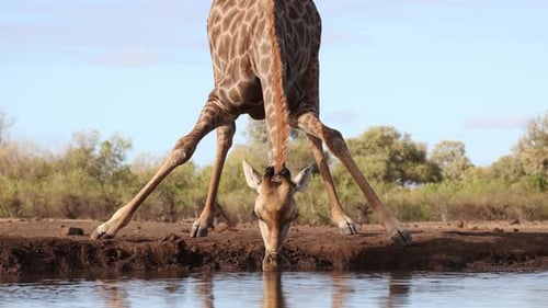 Medium closeup of a female giraffe drinking at a waterhole in front of an underground hide.