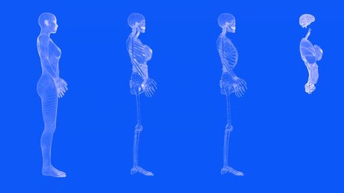 Rotating 3D Human Anatomy Wireframe Models