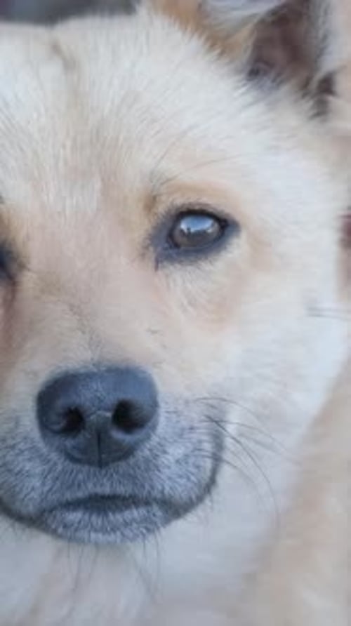 Close Up Portrait of a Dog Outside