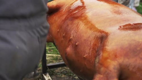 Cleaning a fresh killed scorched hog and preparing to dismembering it - Close up shot