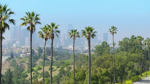 World Famous Epic Tall Green Palm Trees Nature Park with American City Panorama