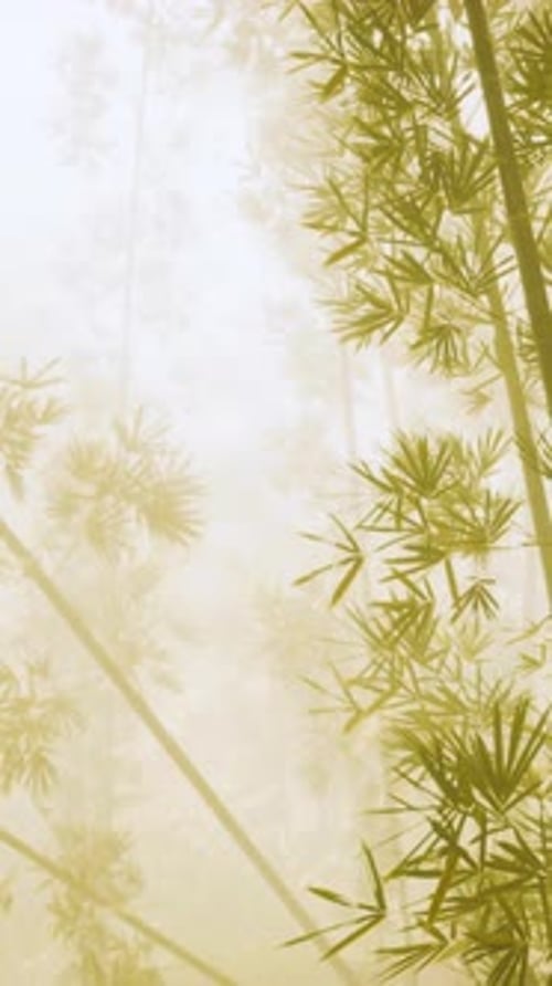 Asian Bamboo Forest with Morning Fog