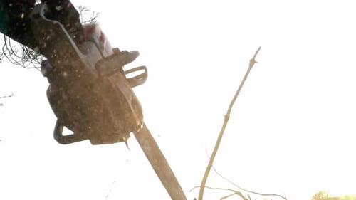 Chainsaw cuts limber, close-up from low angle view slow motion