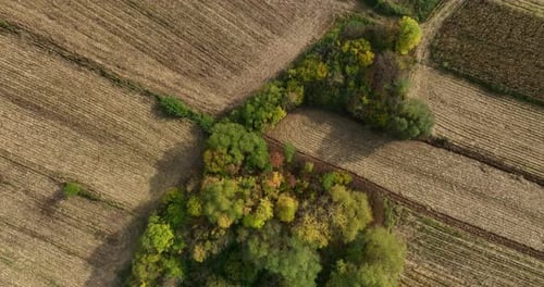Vista aérea de terras agrícolas outonais com uma área arborizada central