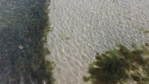 Algae On Transparent Sea With Rippled Water. Close Up